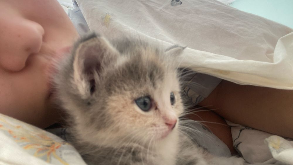 Отдам котенка в хорошие руки