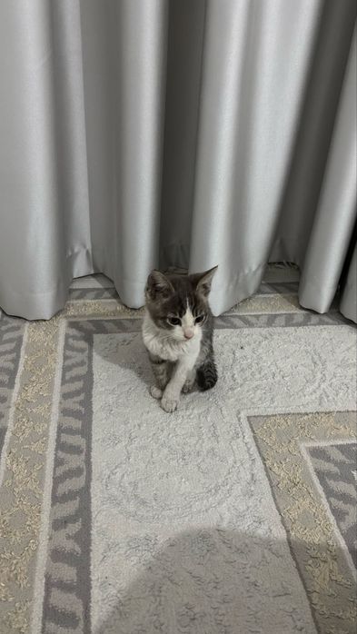 Мальчик котенок ищет дом срочно