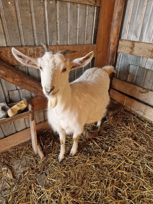 Vând capra la prima fatare