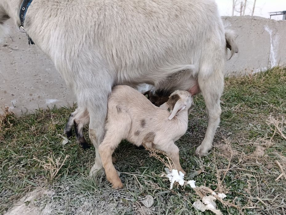 Сүтті ешкі молочная коза