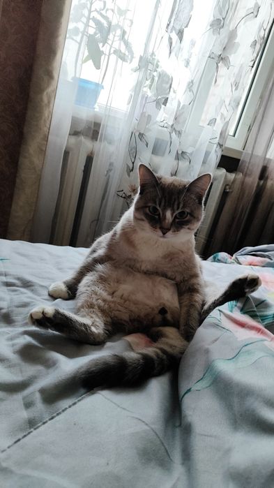 Отдам кота в добрые руки