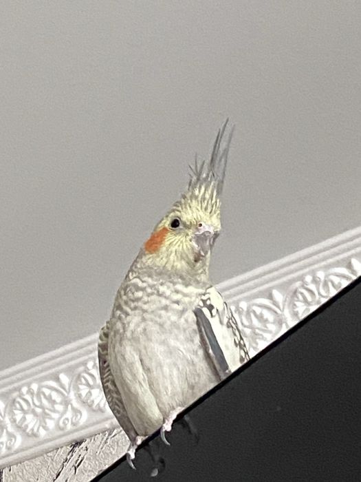 Попугай корелла девочка можно уже разводить