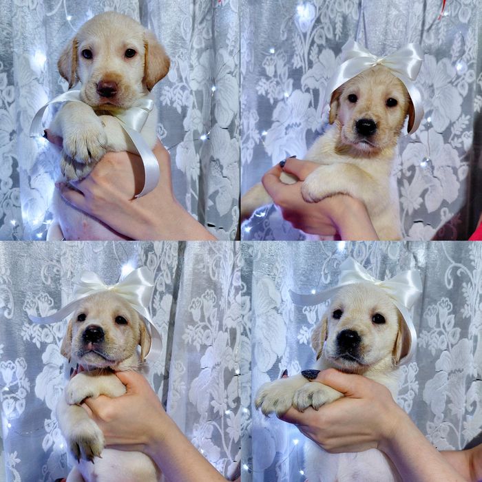 Продаются щенки лабрадора