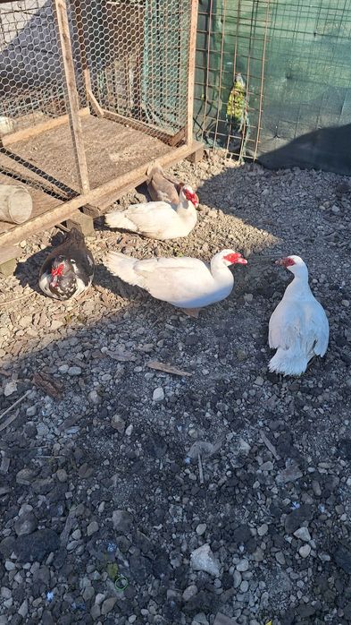 Rățoi Leșești (Rațe mute)