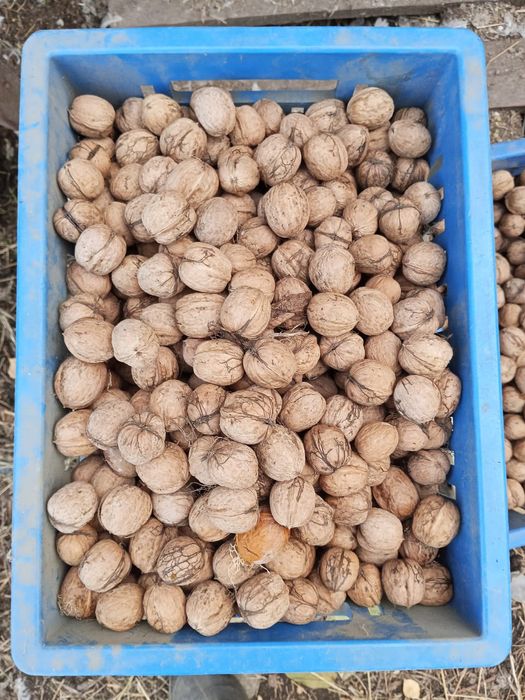 Породам грецкие орехи