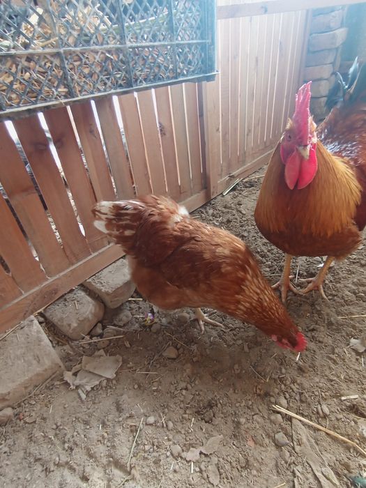 Nugemshi tovuq tuxumlariga zakaz olamiz 15 min