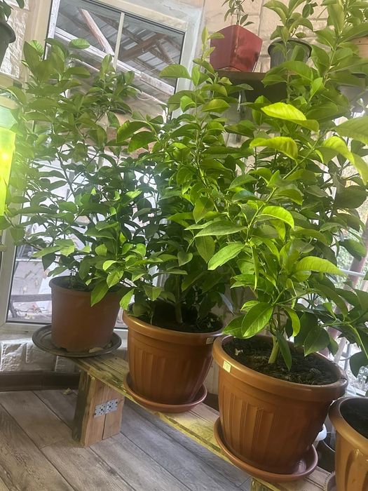 Лимоны Павловские