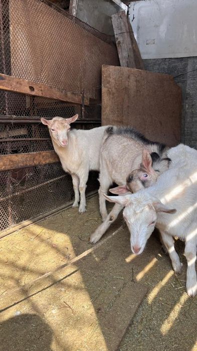 Козел коза козлик коз козочка