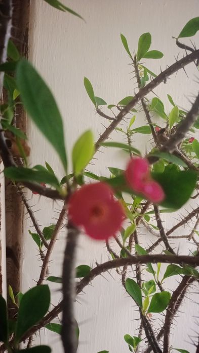 Продам домашнии цветы все цветут