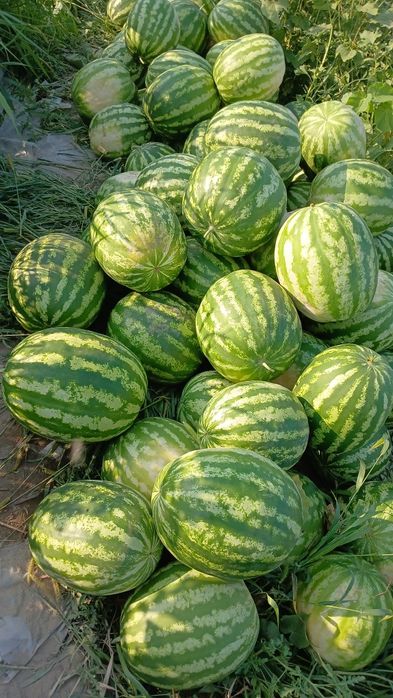 Продам арбуз для скота