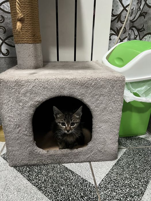 Отдам котенка хорошенького
