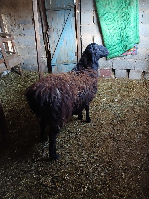 Продам баран породистый