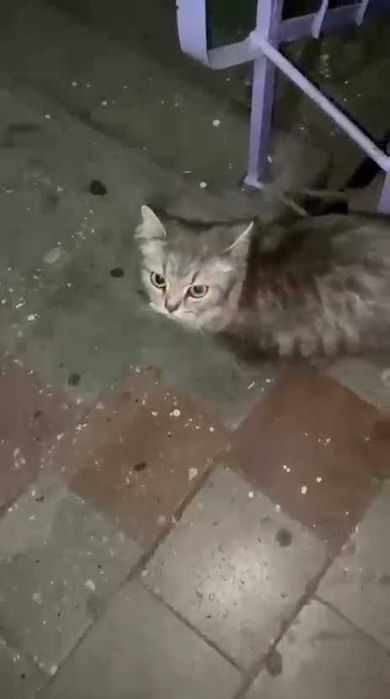 Появилась кошка. Чья?
