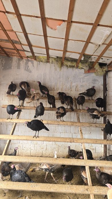 Индюк тер сатылады