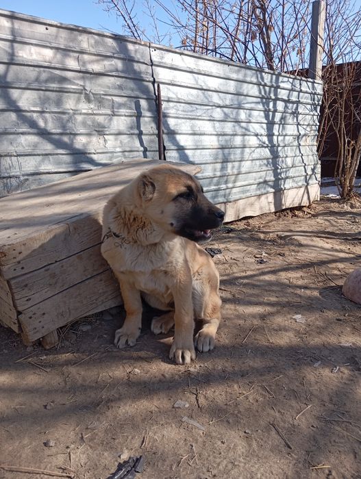 Мать Алабай Отец Төбет