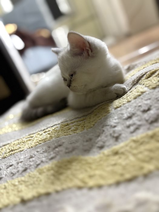 Пролаю котенка -британец