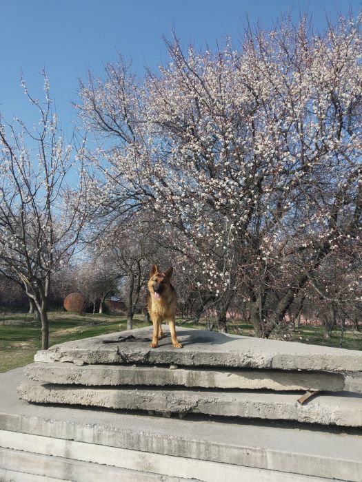 Инструктор-кинолог профессиональная дрессировка,передержка.