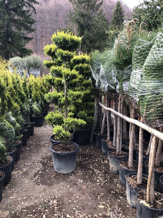 Maslini / Artar Japonez/ Bonsai