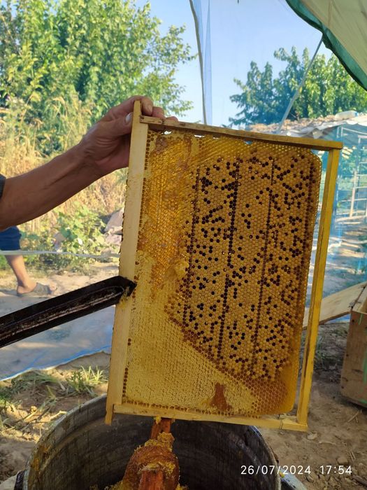 Паркент туманида.Ишчан аса ари оилалари бор