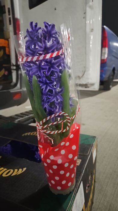 Vand zambile en-gross