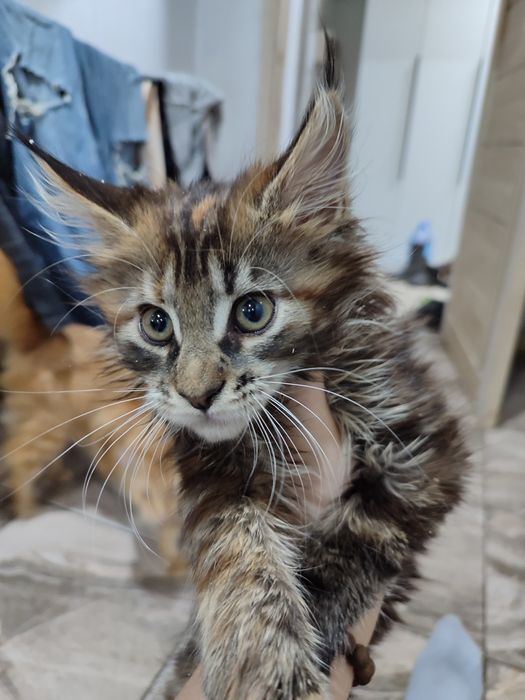 Котята породы Мейн Кун