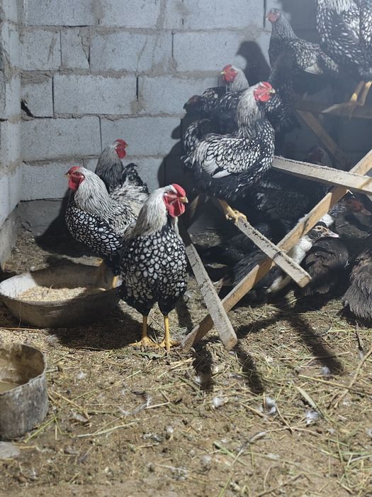 Петух обмен куры