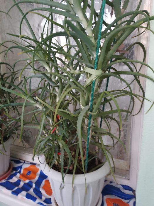 ПРОДАМ   АЛОЕ растениям  пять лет