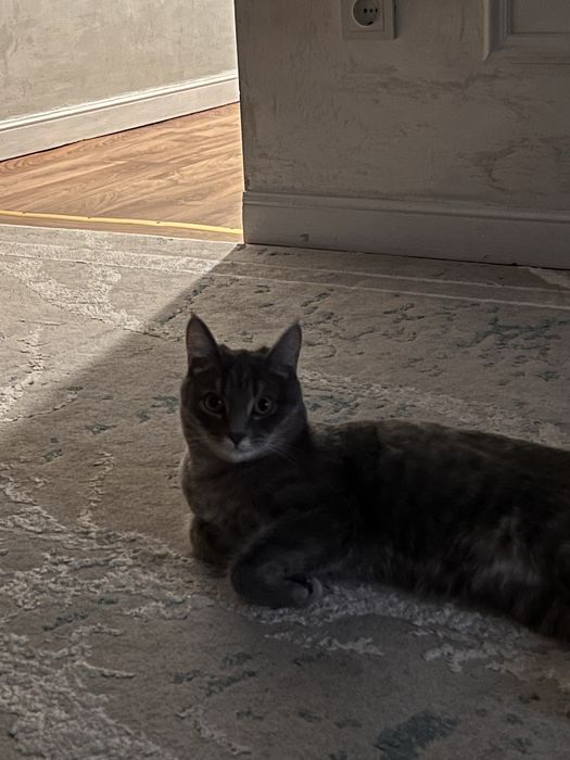 Кошка годик бесплатно