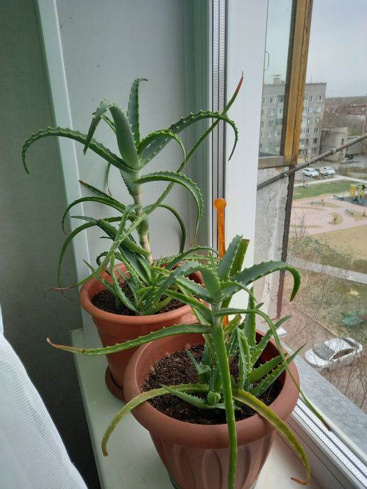 Продам комнатные цветы