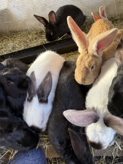 Vand iepurasi si iepuri adulti