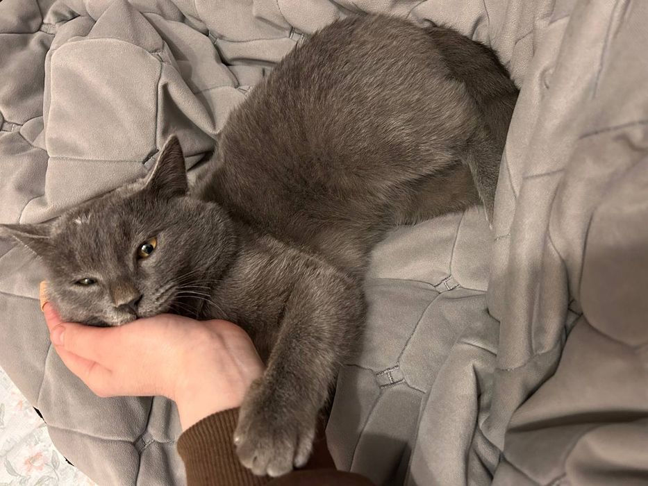 Biritan mushugi 1 yosh jinsi erkak emlangan tavalit oquvi bor i