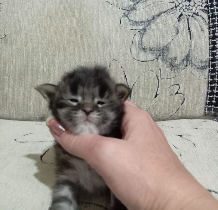 Котята породы Мейн Кун