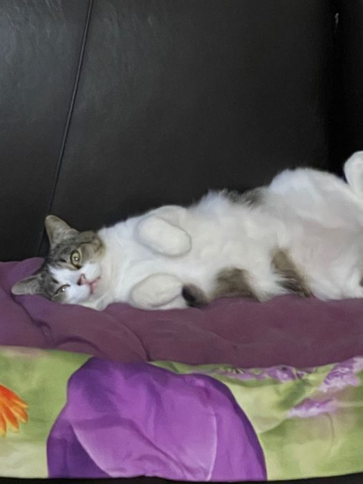 Кошку в добрые руки