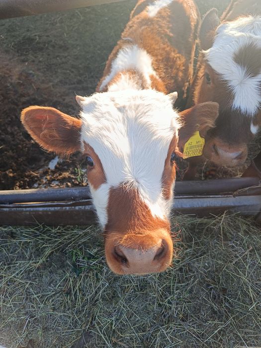 Продаются телята. 2 девочки и бычок. По 4 месяца.