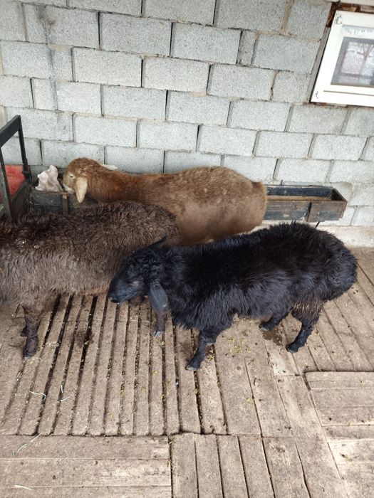 Кошкарлар, домашние