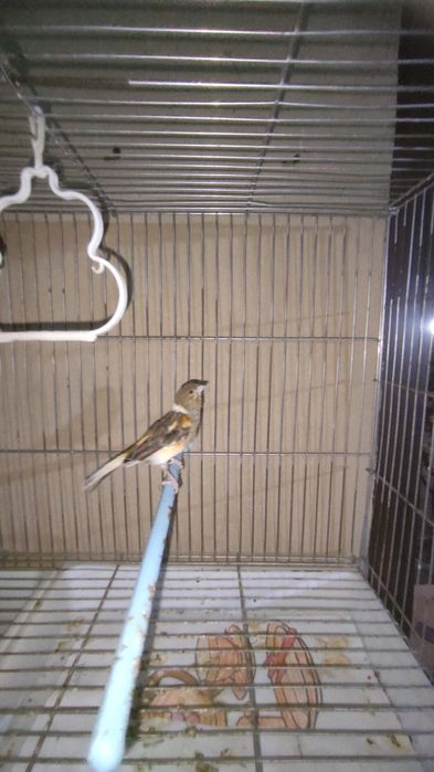 Тайор пара канарейка арлекинг сотилади