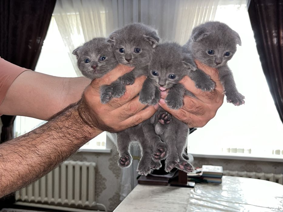 Продаются британские котята (scottish fold)