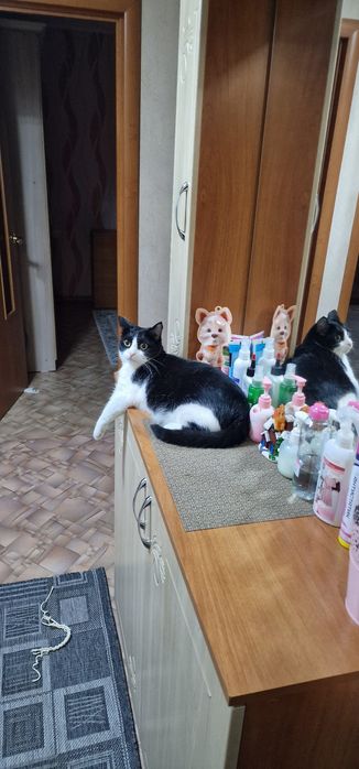 Отдадим котика в добрые руки
