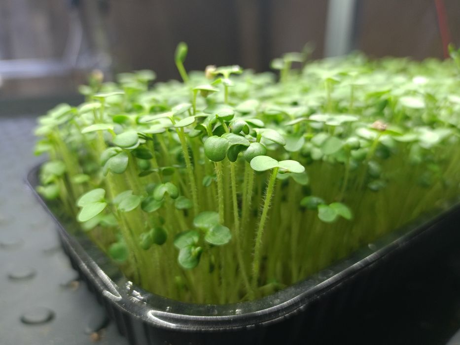 Микрозелень в боксах