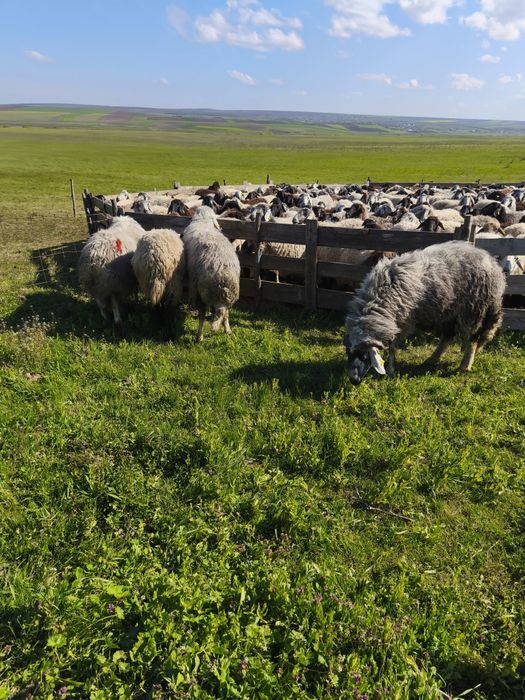 Berbeci karakul și carabaș