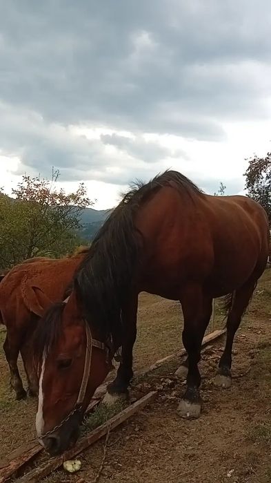 Vând iapă cu mânz