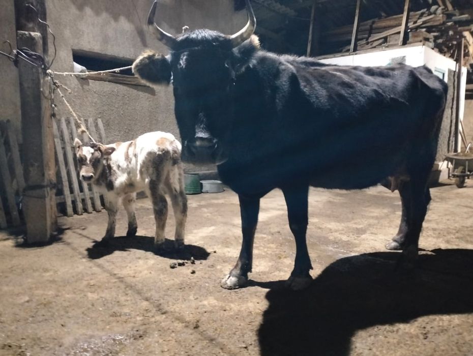 Сиыр 2 айлық еркек бұзауымен сатылады.