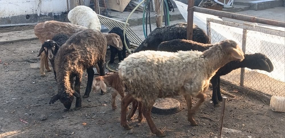 Продам баран. Кой сатылады.