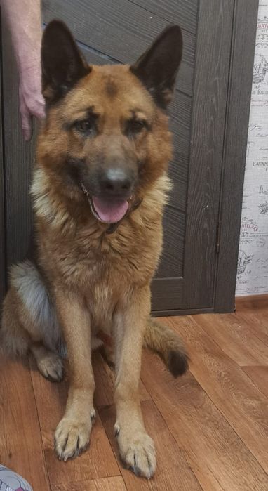 Щенки немецкой овчарки