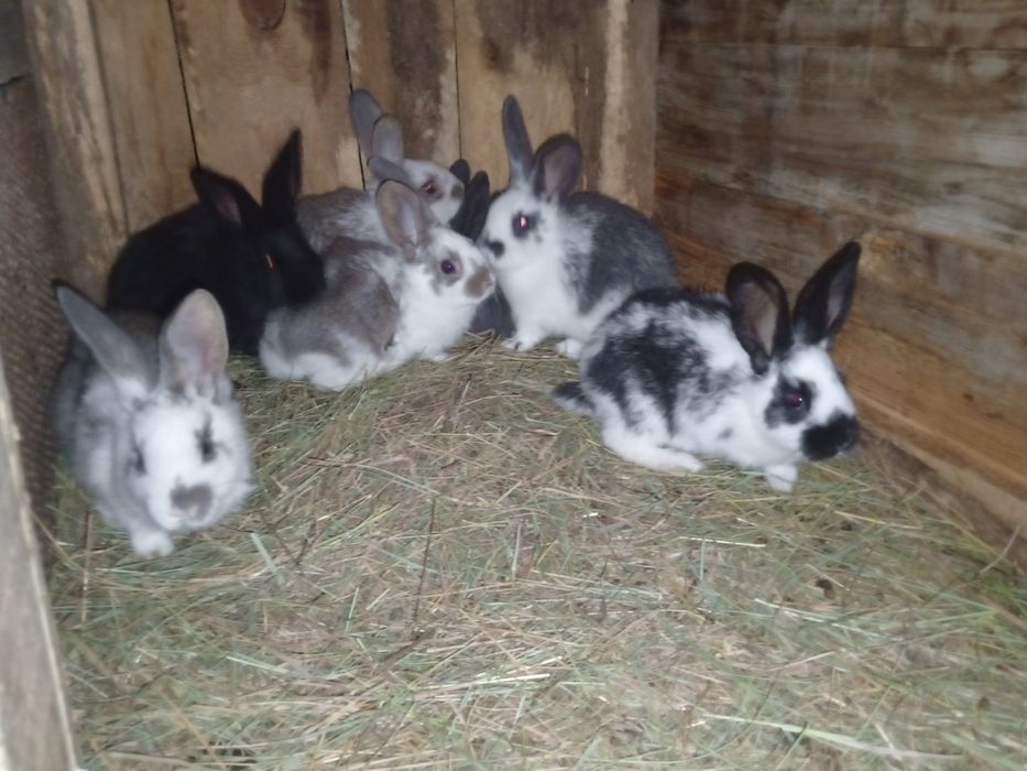 Продам  кроликов