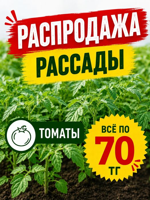 Продам томаты рассада