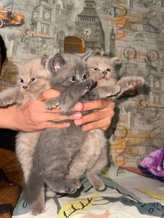 Britaniski mushuk bolasi sotiladi qoni toza 2 oylik narxi 700 ming som