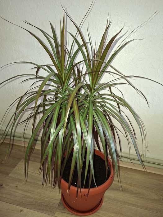 Комнатные цветы  - Драцена