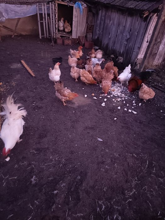 De vânzare găini 70 lei bucata