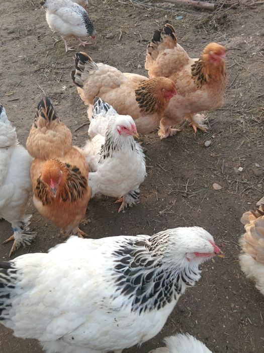 Gaini de rasa Brahma, Herminat deschis, Columbia si negru